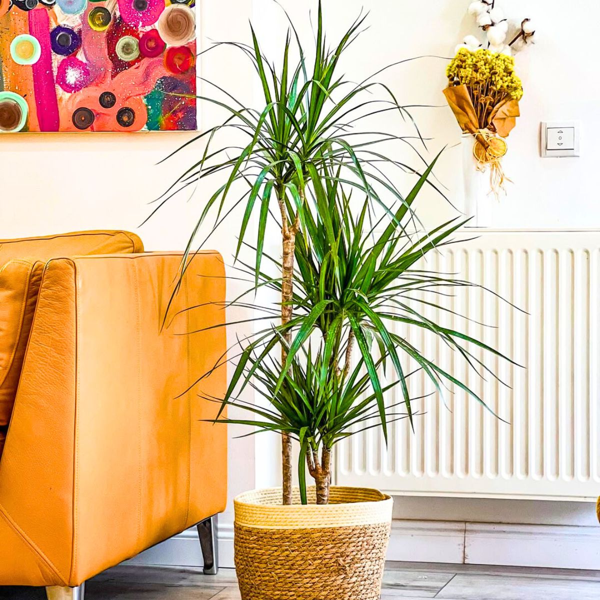 Dracaena Marginata in a living room Dracaena Marginata, commonly called dragon's blood tree, placed in a living room