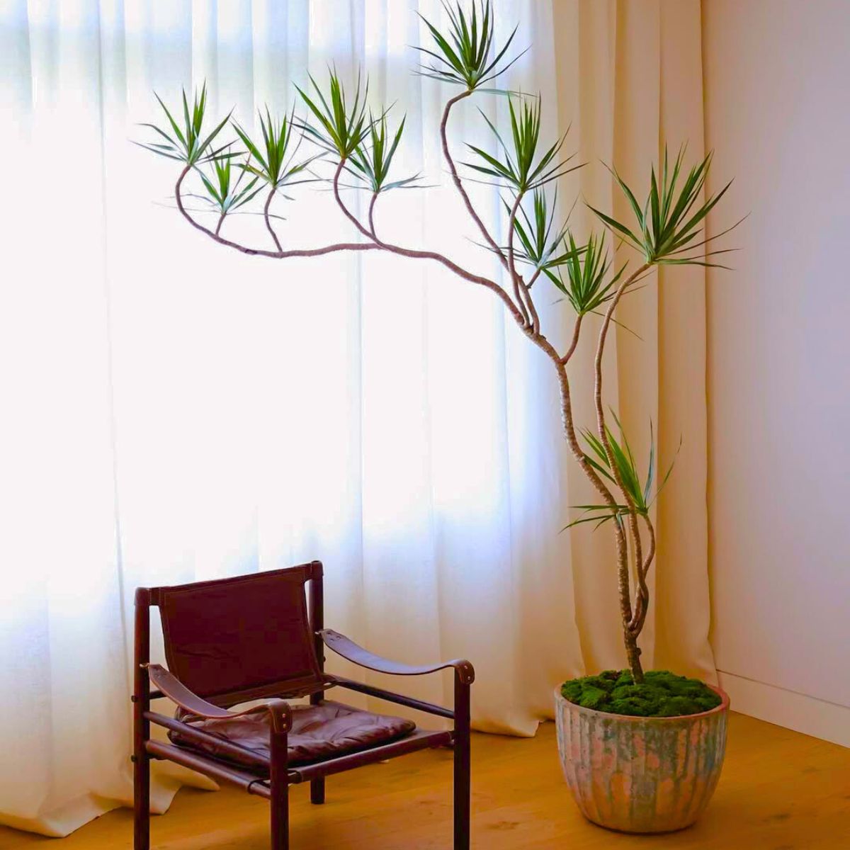 Aesthetic appeal of Dracaena Marginata Aesthetic appeal of Dracaena Marginata aka dragon blood tree
