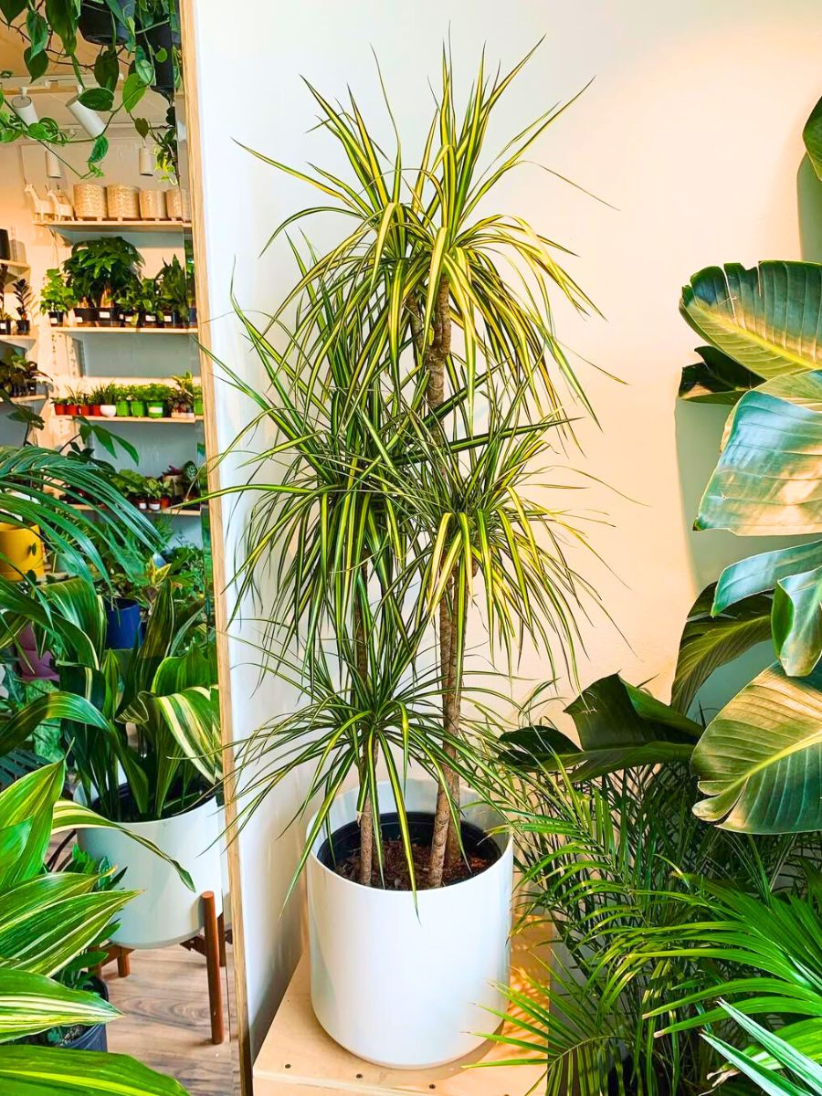 Dracaena Marginata Kiwi plant Dracaena Marginata Kiwi plant