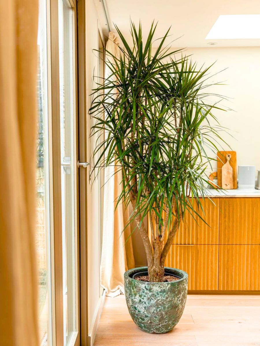 Dracaena Marginata feng shui plant for interiors Dracaena Marginata feng shui plant for interiors