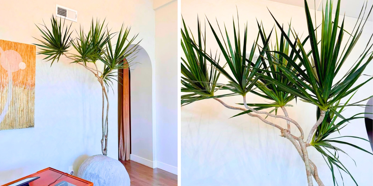 How to place Dracaena Marginata in indoor spaces How to place Dracaena Marginata in indoor spaces
