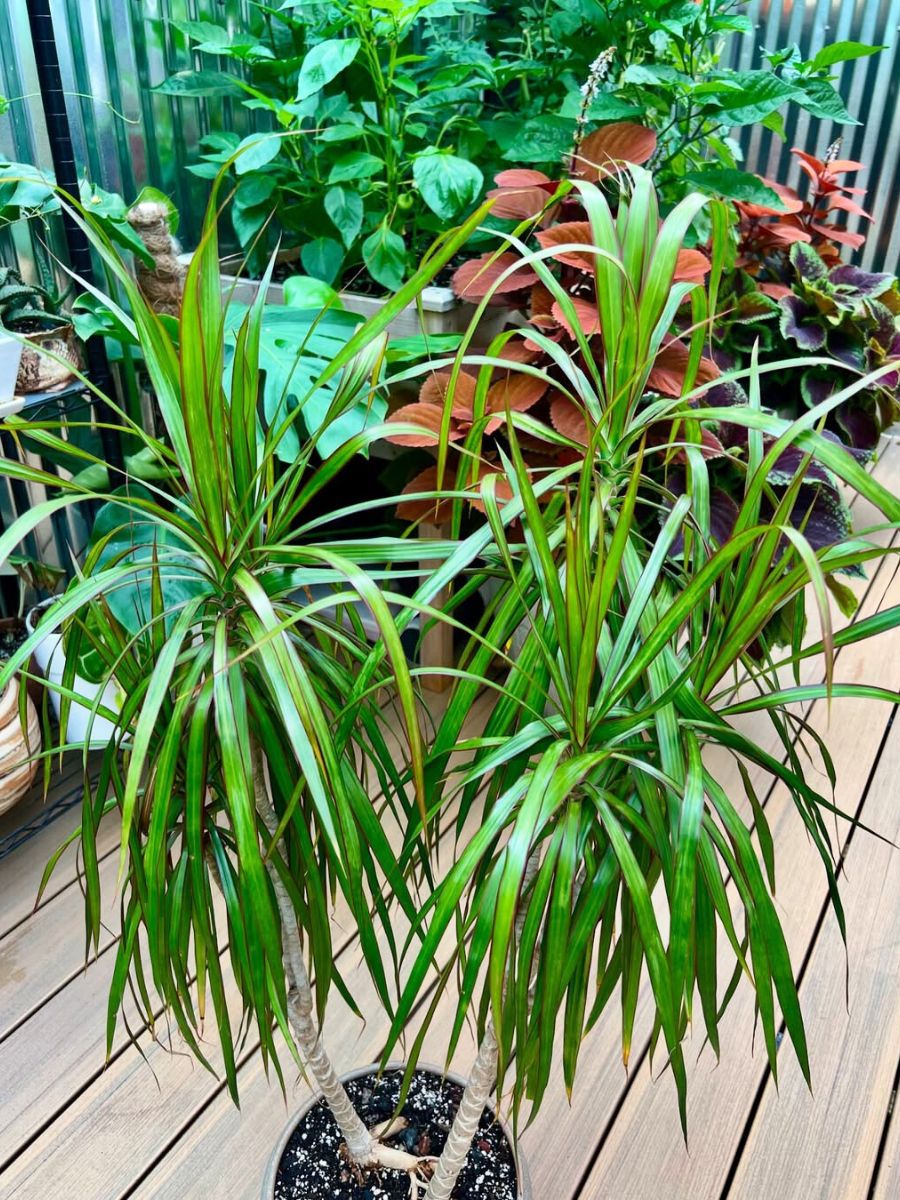 Dracaena Marginatas green leaves the green leaves of the dragon's blood tree, sometimes called dragon tree
