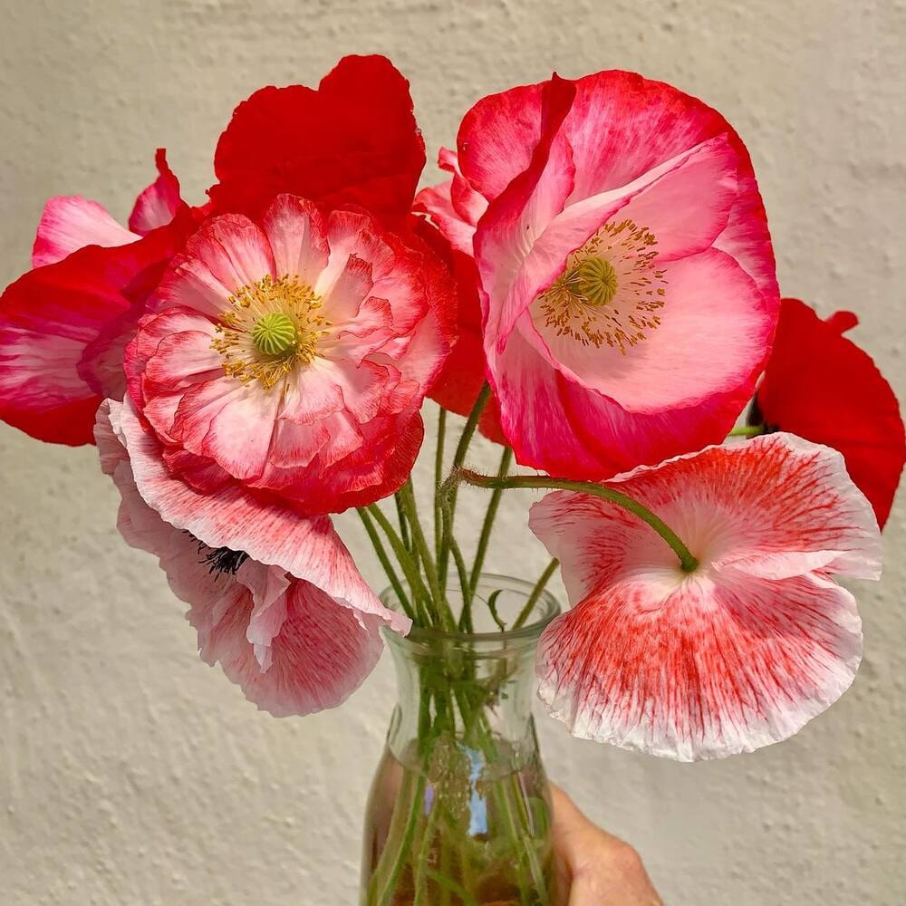 A bouquet of august birth flower featuring poppy A bouquet of august birth flower featuring poppy