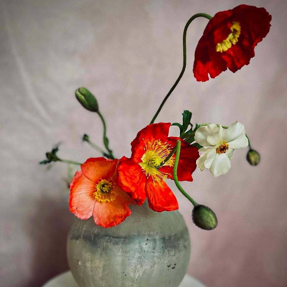 The Poppy is an August birth flower and is known as a symbol of remembrance with mentions in poem In Flanders Fields