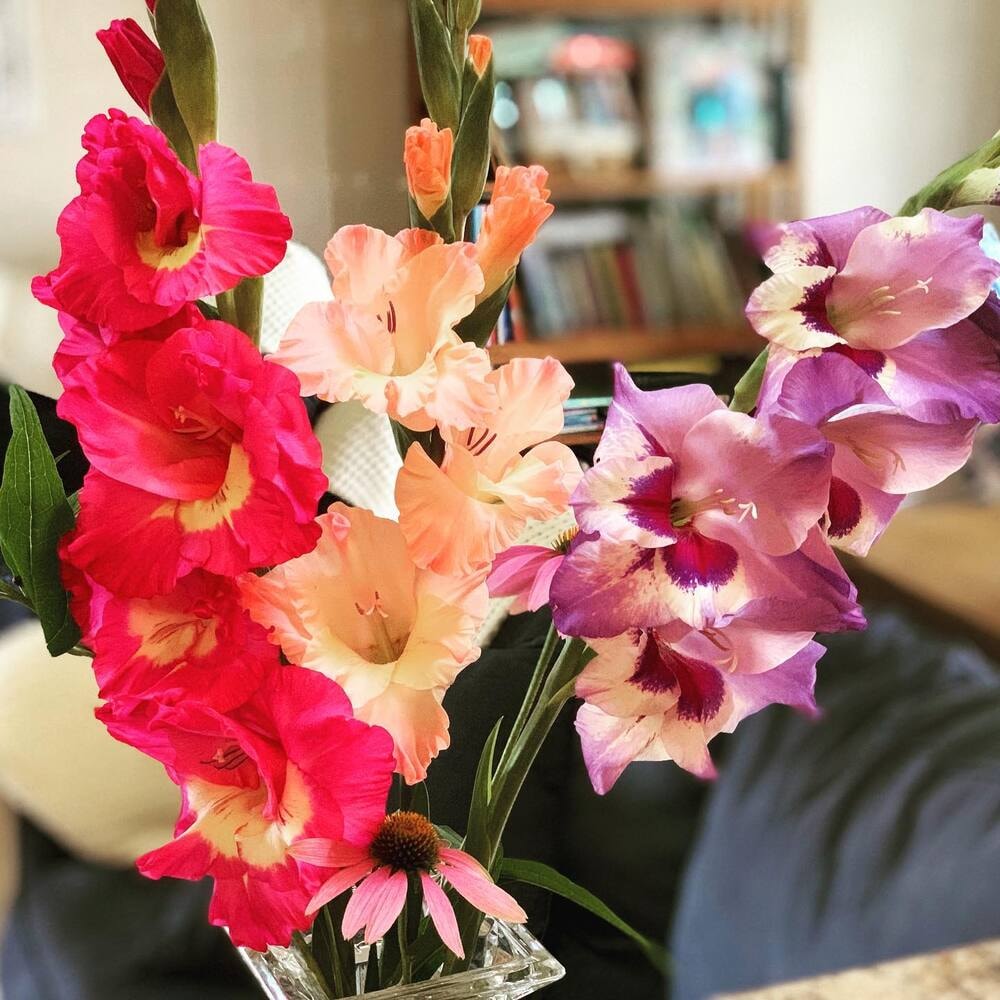 August birth flower - the vibrant colors of gladious August birth flower - the vibrant colors of gladious