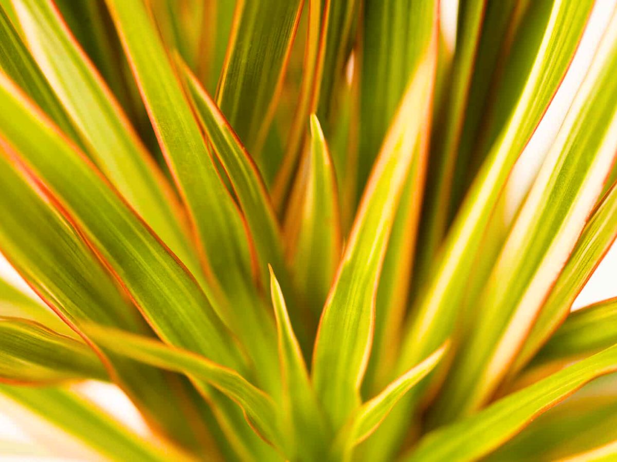 Dracaena Marginata bicolor by Air so Pure Dracaena Marginata bicolor by Air so Pure
