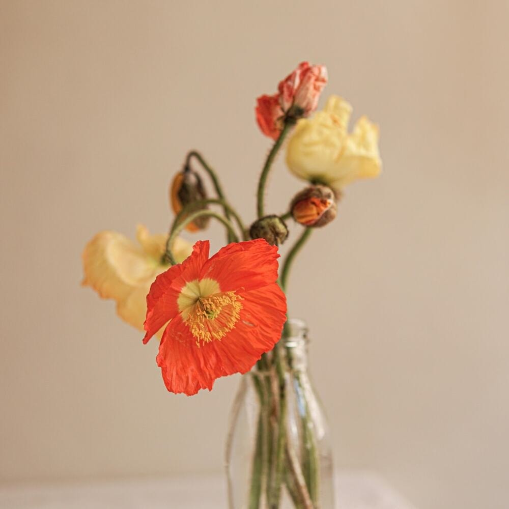 poppy flowers