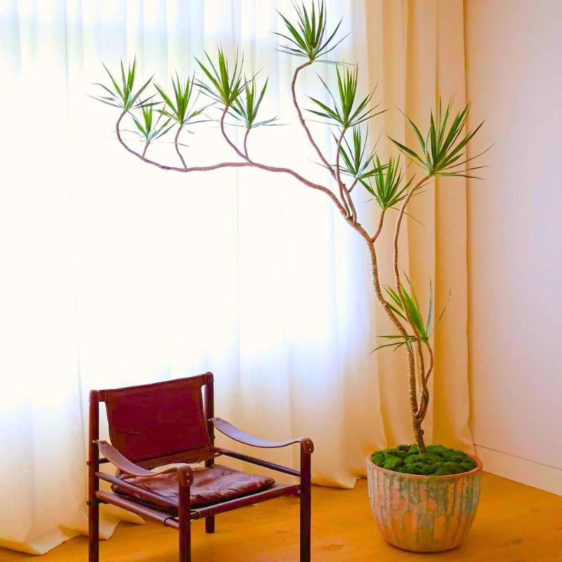 Dracaena Marginata - Thursd Article Featured Image