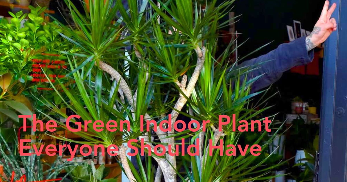 Dracaena Marginata Thursd Article Header Image