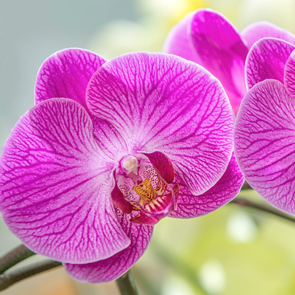 Orchid a INDAMS Product Orchid a INDAMS Product