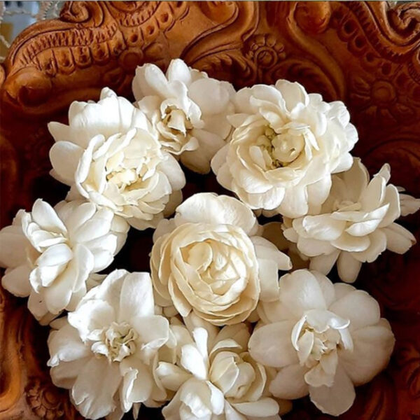 Symbolic And Spiritual Meaning Of Jasmine Flowers - Everything You