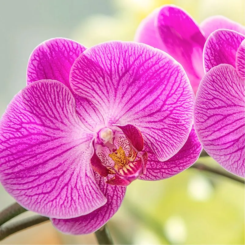 INDAM Ornamentals Feature Image
