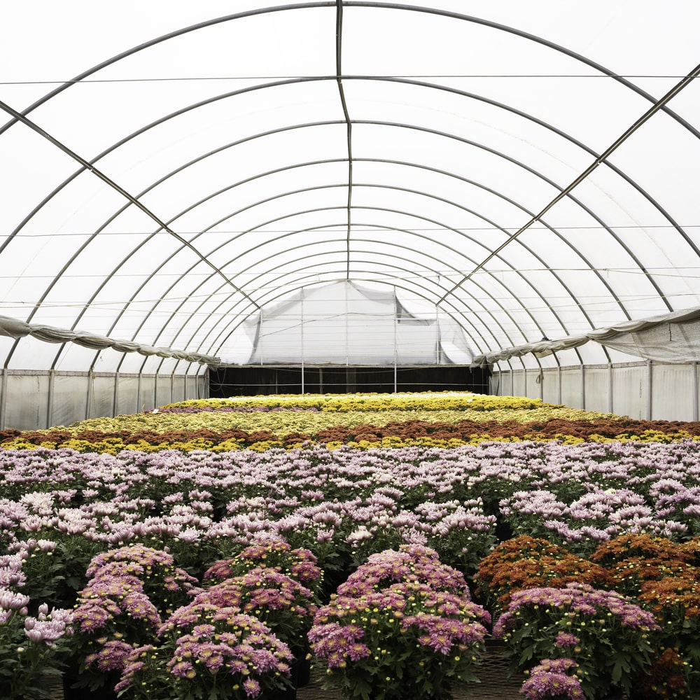 INDUM Chrysanthemum flower field
