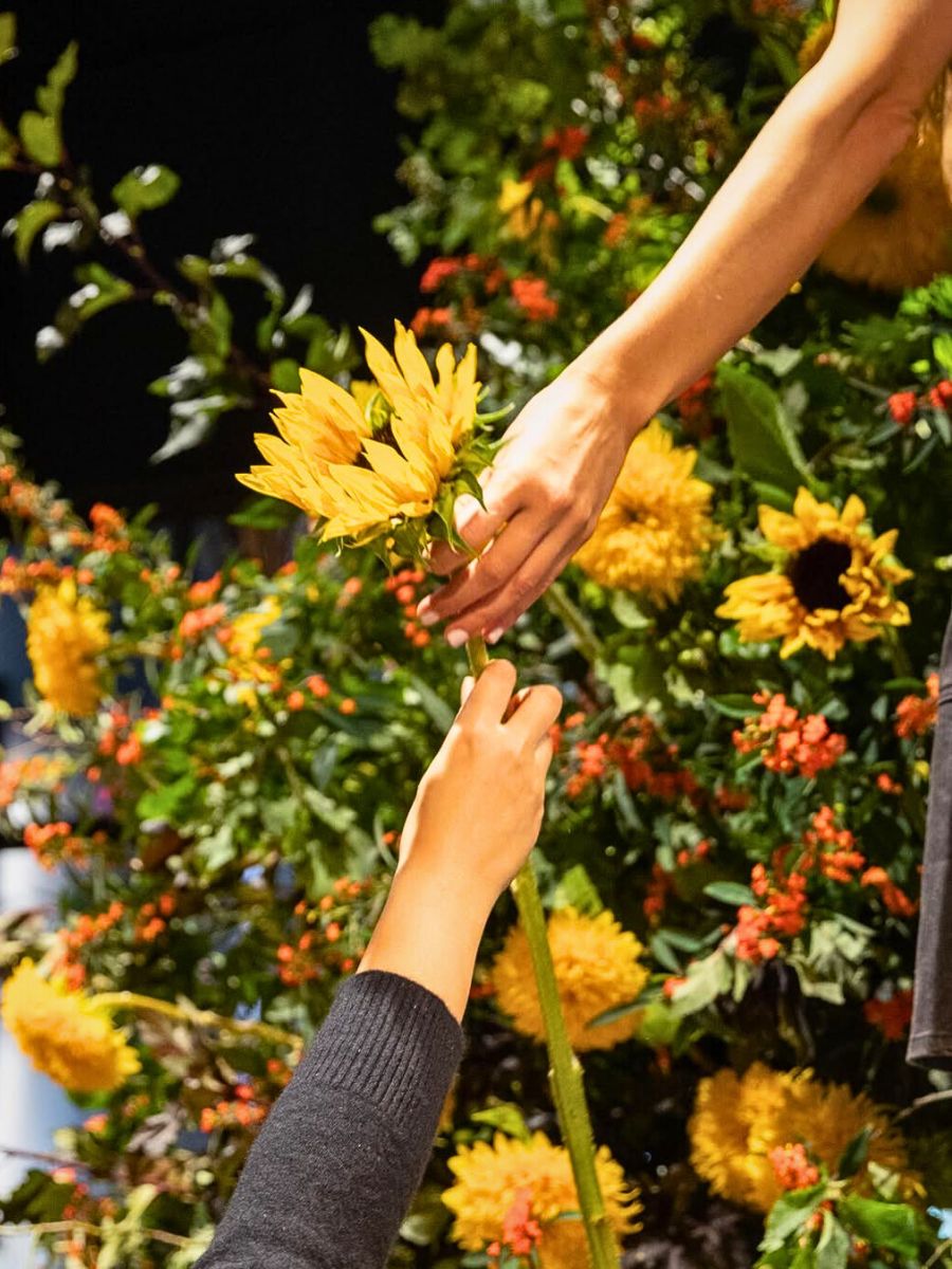 Creating a Helianthus design Chrysal’s Professional Care Tips to Keep Your Helianthus Fresher for Days Longer