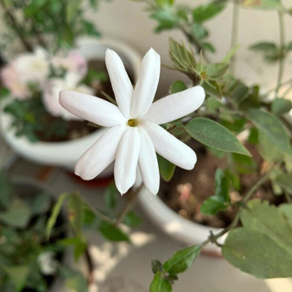 Jasmine Juhi - Symbolism of Indian Flowers