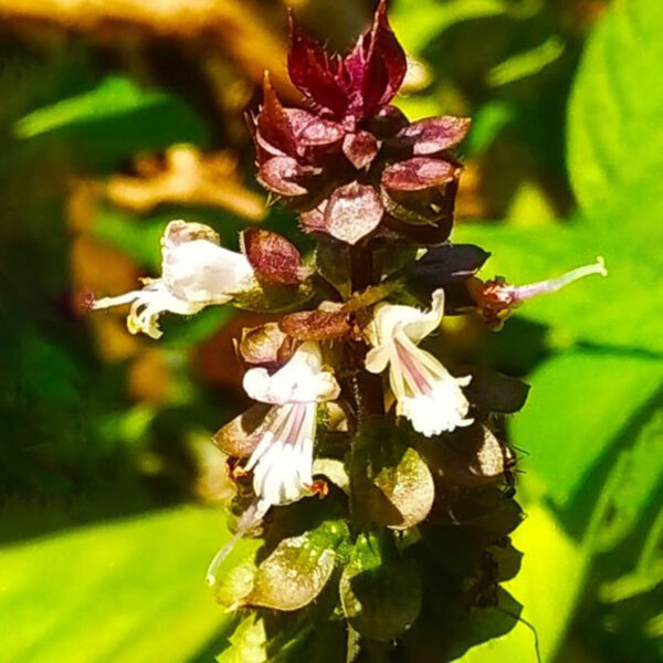 Ocimum Inflorescens - Symbolism of Indian Flowers