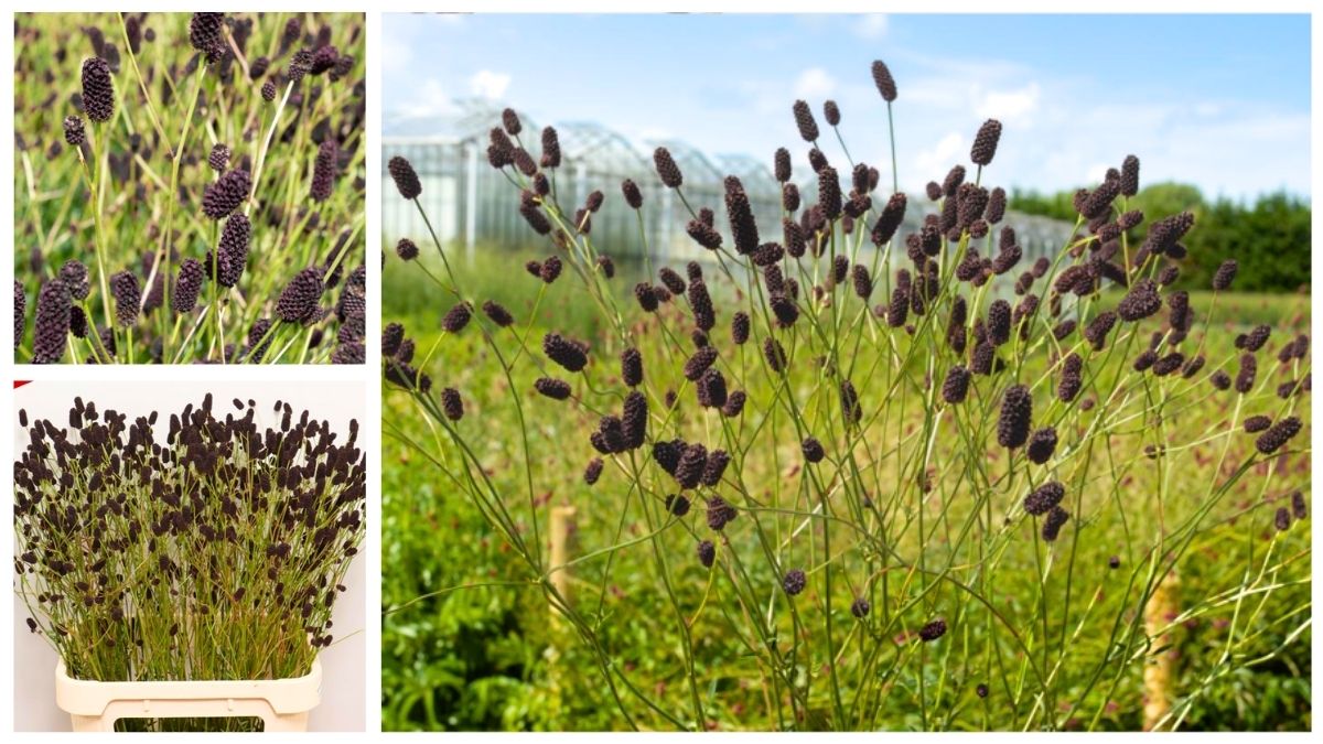 Sanguisorba officinalis ‘Black Dream Select’ by BD Flowers