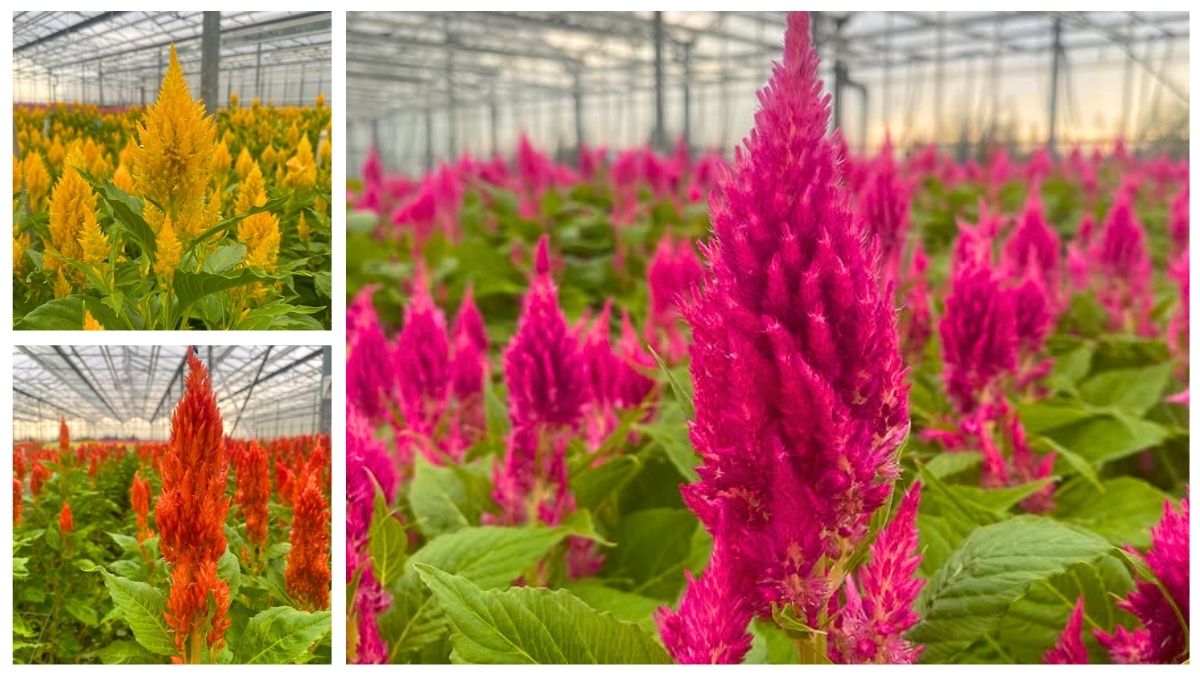 Kwekerij Sevenhill flowers bv - Plumosa Sunday in different colors Kwekerij Sevenhill flowers bv - Plumosa Sunday in different colors