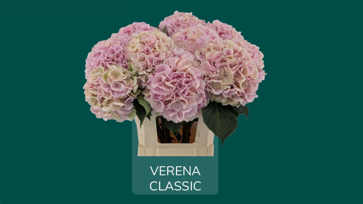 Hydrangea Verena Classic by Vicini