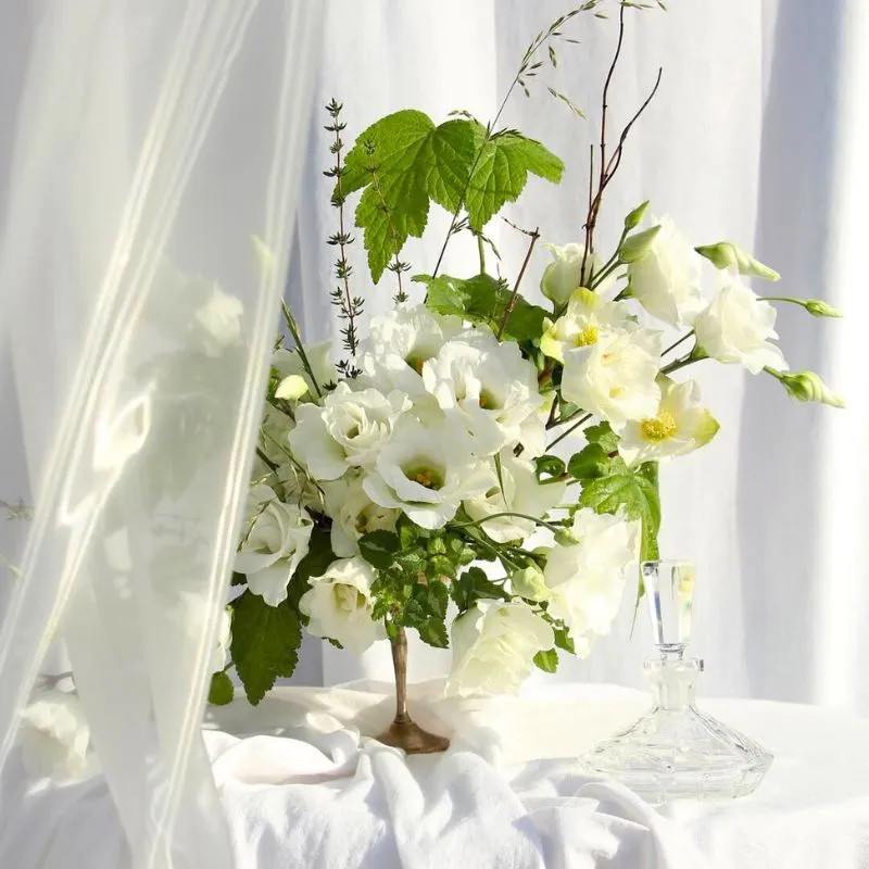 Lisianthus Giant White by Montana Lisianthus