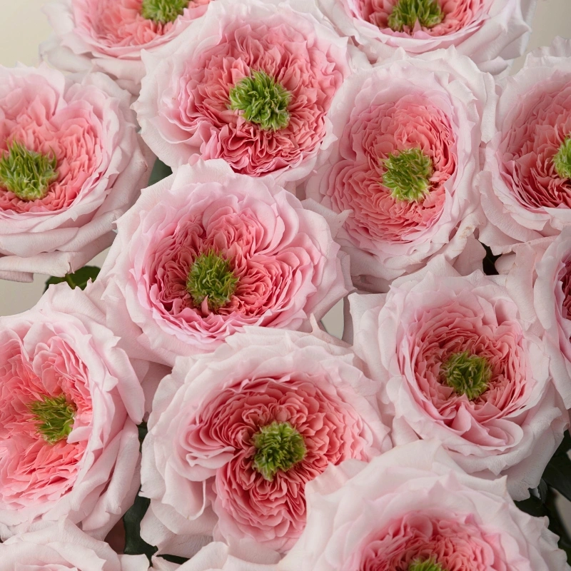 rose Serendipity