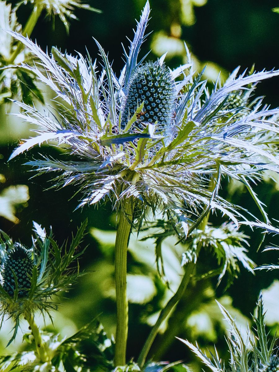 Eryngium Maritimum sea holly is a well known pollinator and is known to attract bees and butterflies - Inset Eryngium maritimum