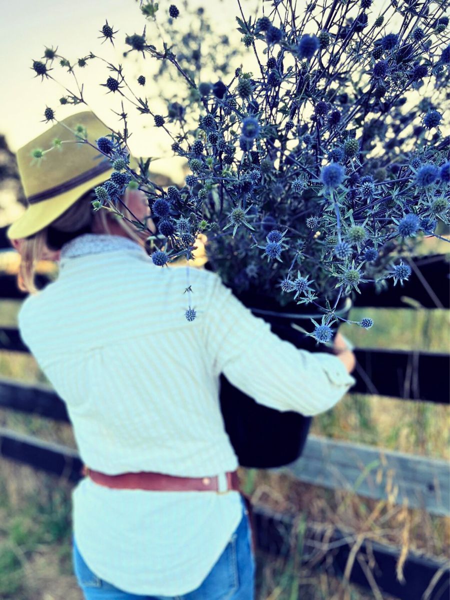 Sea Holly a man carrying a bunch of eryngiums commonly known as sea holly