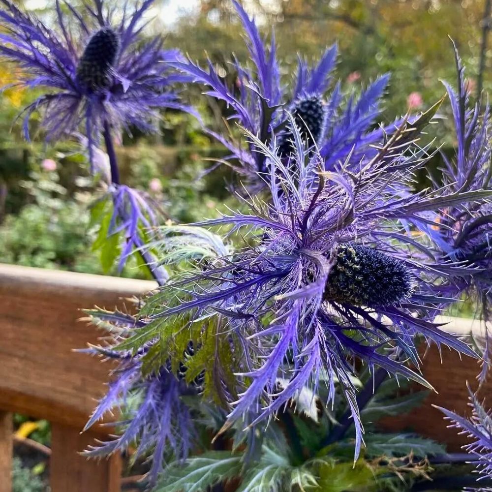 Sea Holly blue holly grows well equally with some care specs in dry soils and well drained soil