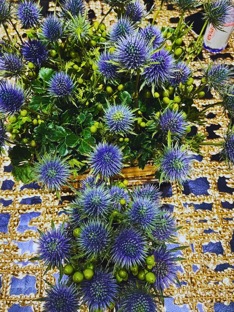 Sea holly design typical arrangement of sea holly