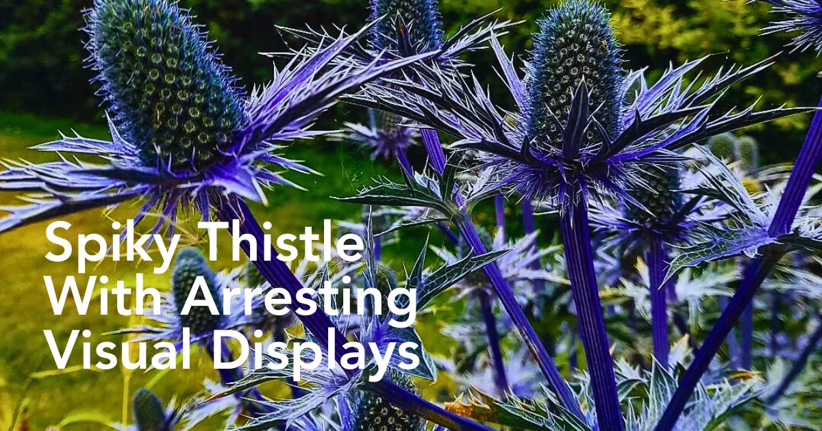 Complete Guide to Sea Holly - Eryngium - Thursd Article Header Image