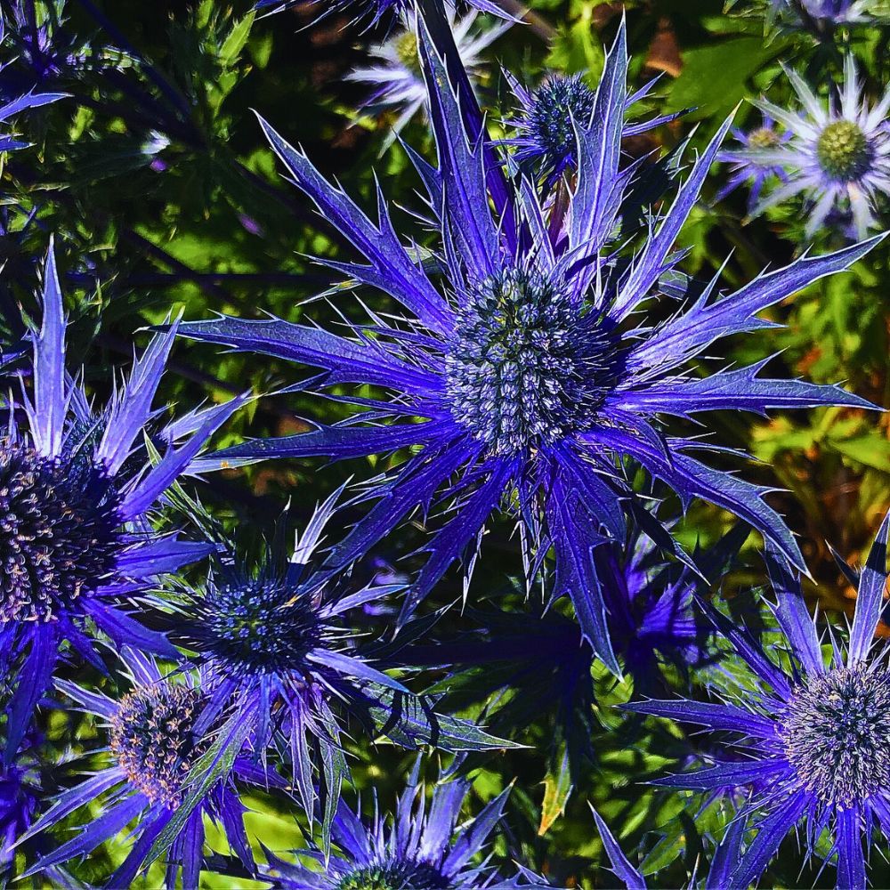 The sea holly the bright blue flowers of sea holly are known to attract bees and butterflies