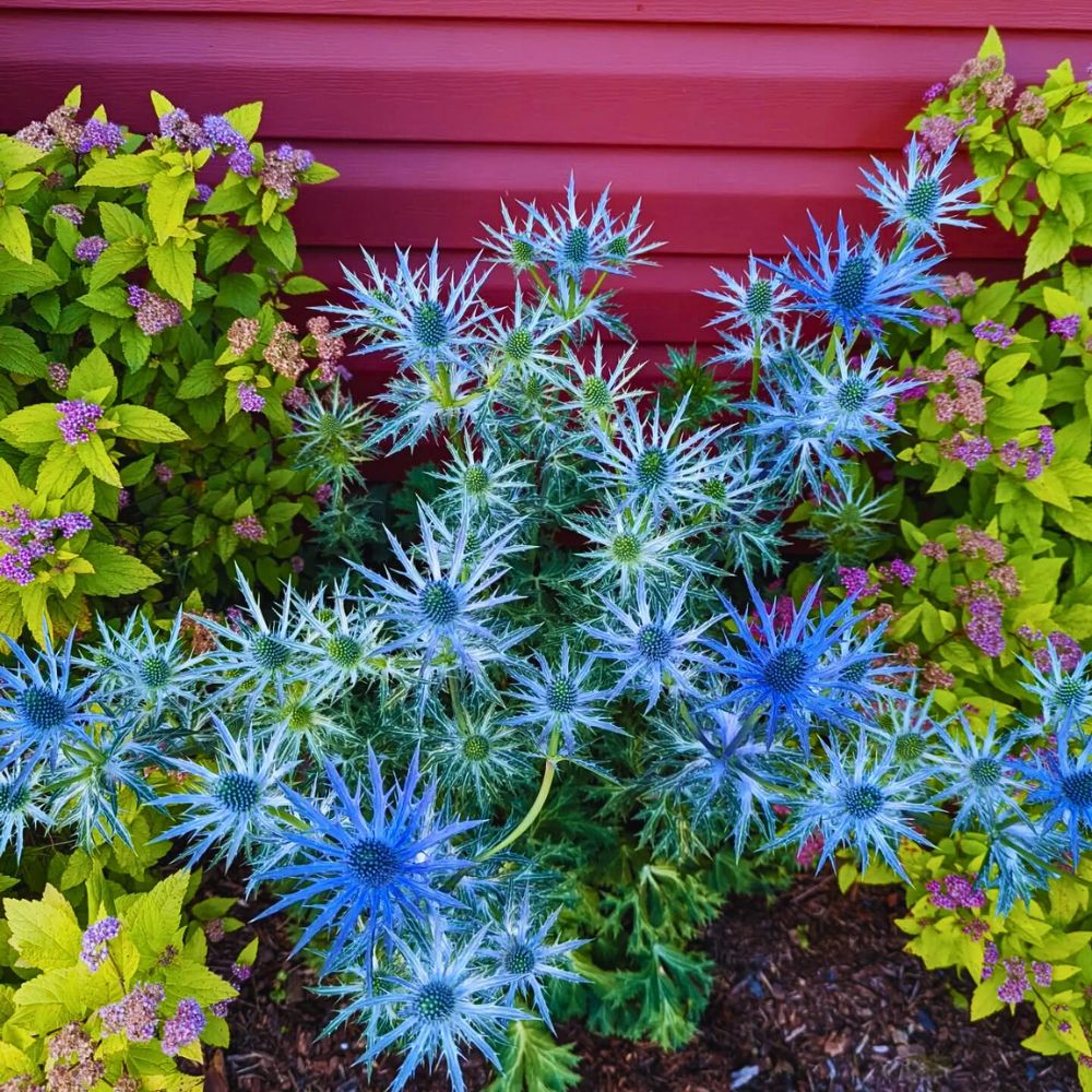 Sea holly planting sea holly flowers wellin rich soil typically sandy soil with well drained texture and beautifully enhance the look of any garden setting