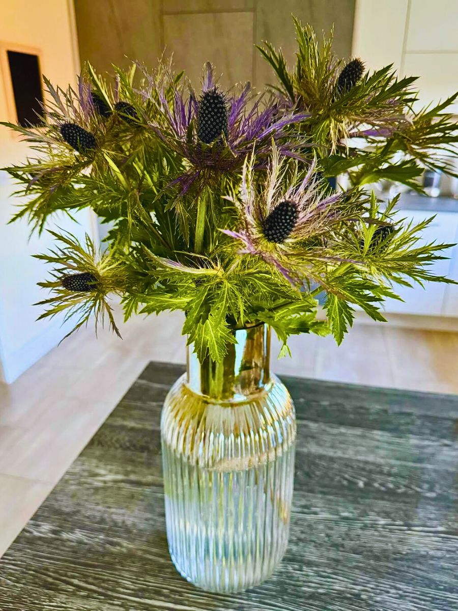 Sea holly in a vase Inset - Sea holly in a vase. leaves of the sea holly sprawl around the pot with its foliage creating rosettes around the pot area