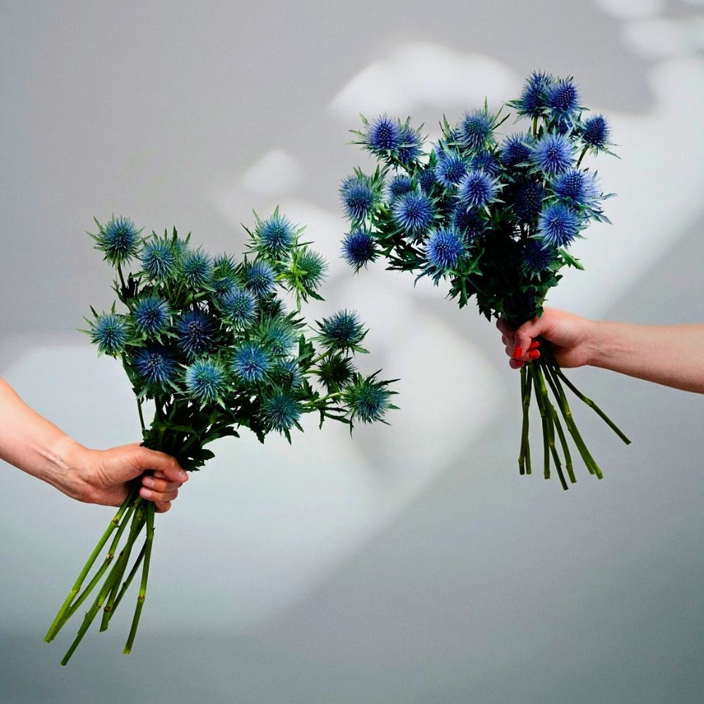 Eryngium tall stems of flowering sea holly