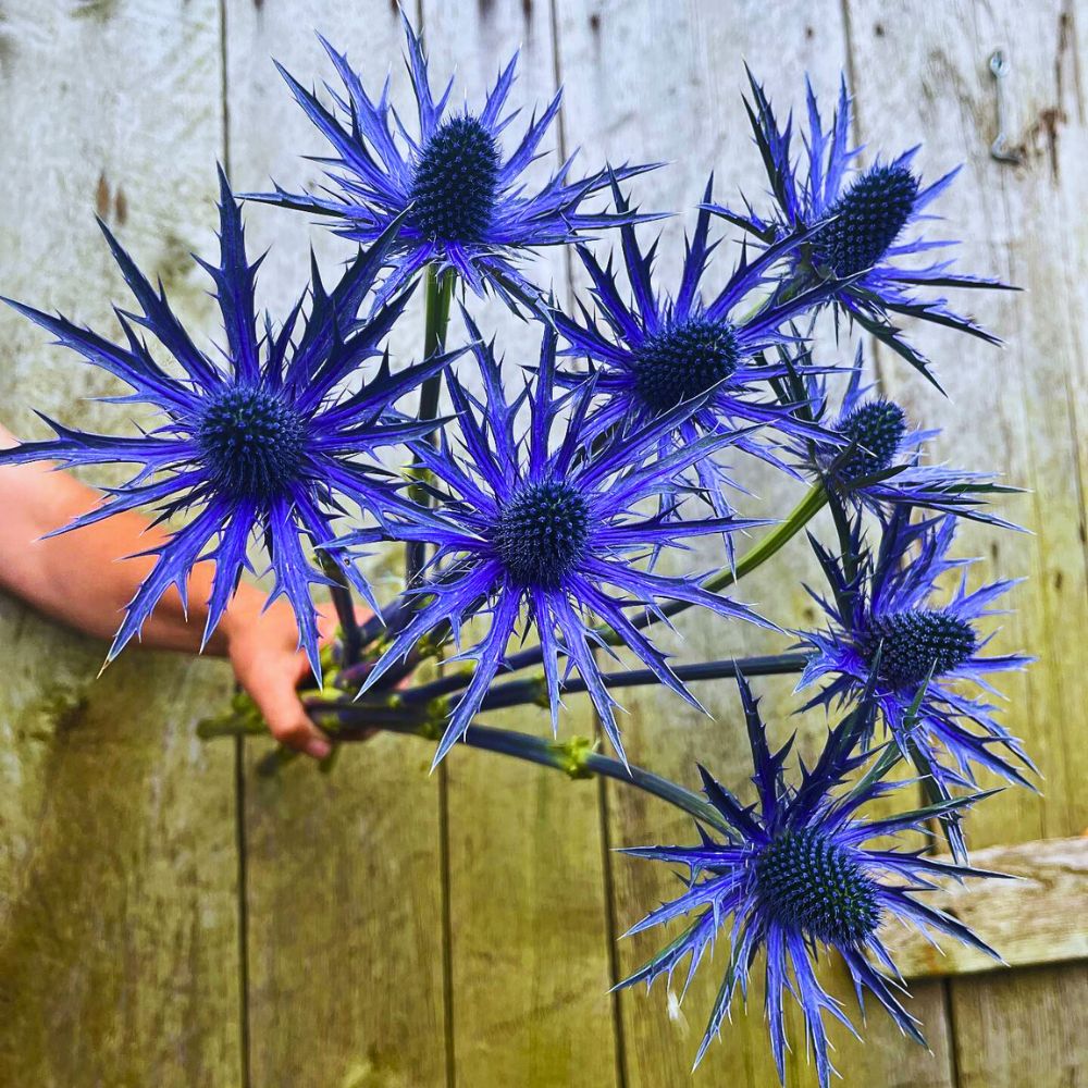 The sea holly blue glitter of typical eryngiums - several cultivars of eryngium like the blue eryngo are known to display such typical blue glitter color