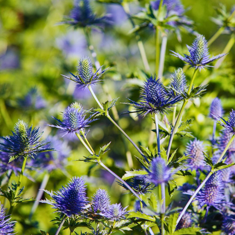 Eryngium also called sea holly sea holly belongs to the carrot family - the plant blooms typical blue glitter with foliage represented by basal leaves