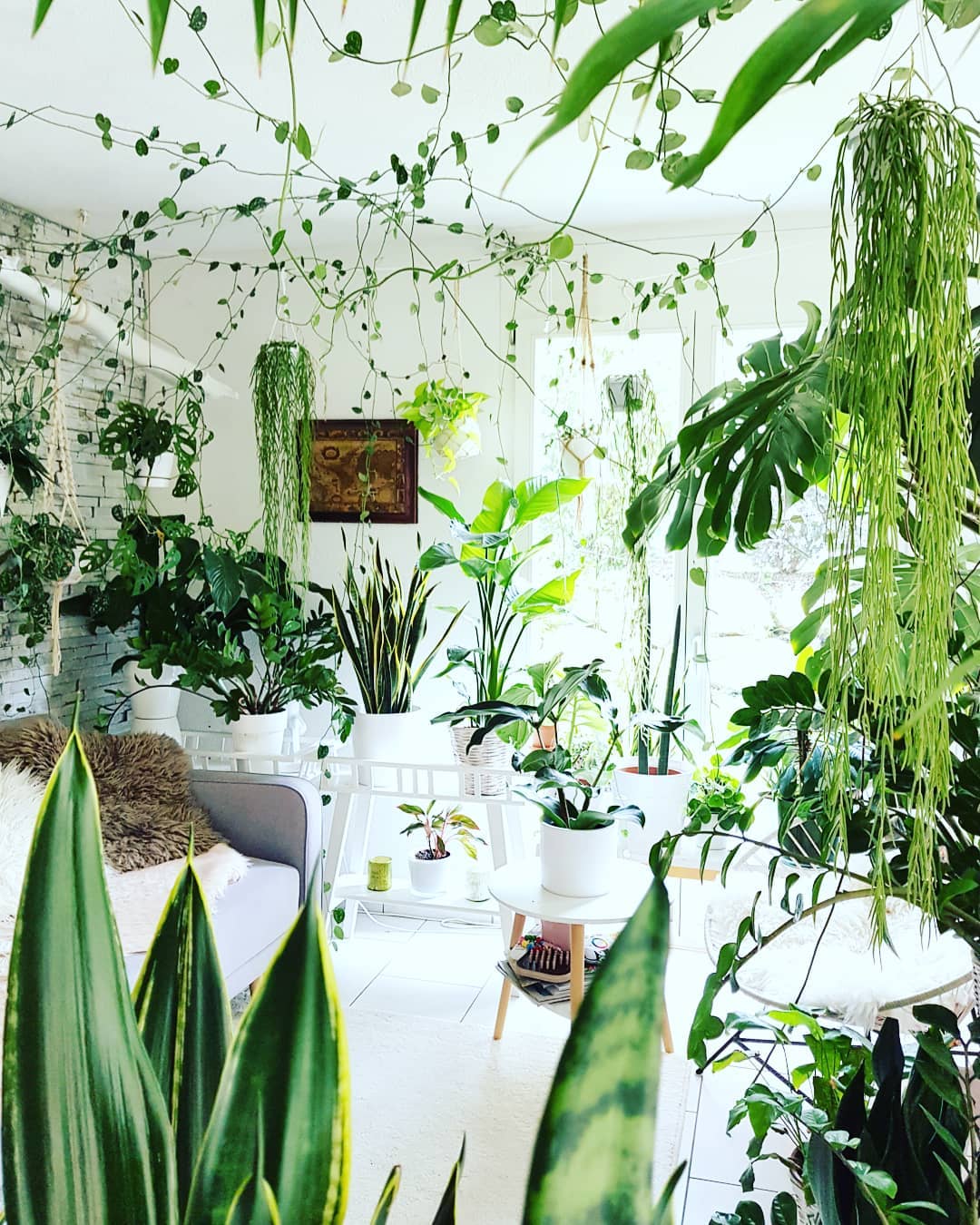 strelitzia nicolai remains the center of attraction among the many greens that exist indoors strelitzia nicolai remains the center of attraction among the many greens that exist indoors