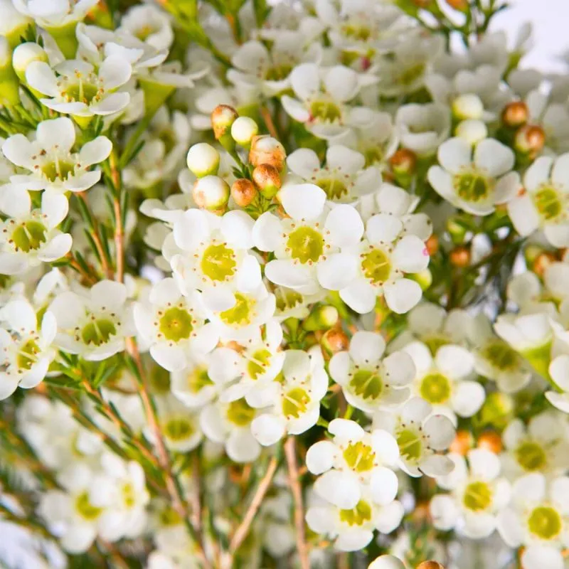 Waxflower Dawn Pearl