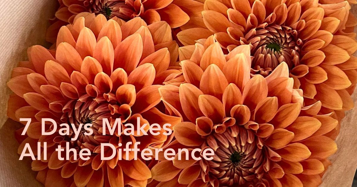 Dazz Dahlias Nooitgedacht