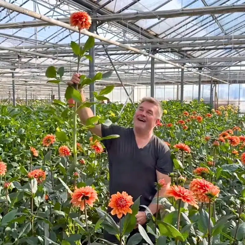 Dazz Dahlias Nooitgedacht