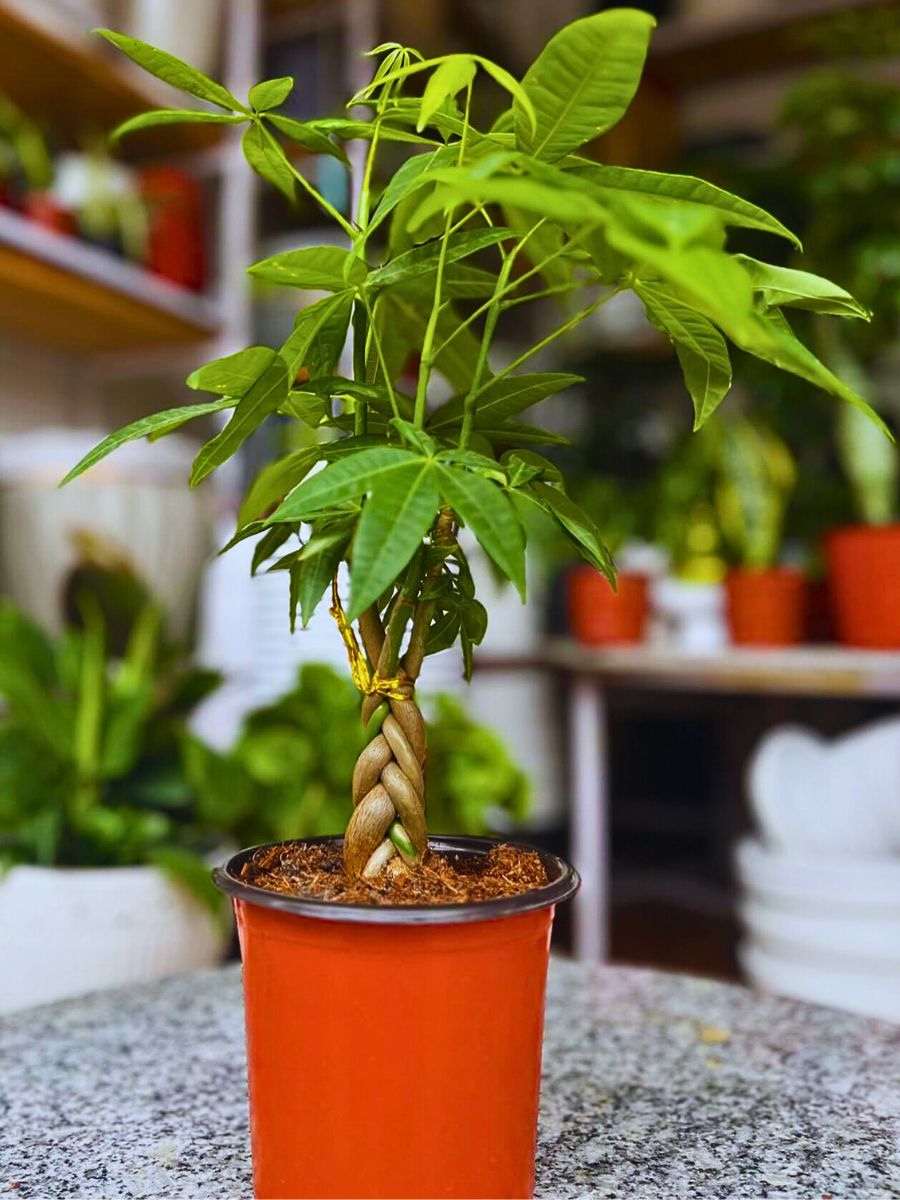 beautiful and tidy money tree houseplants