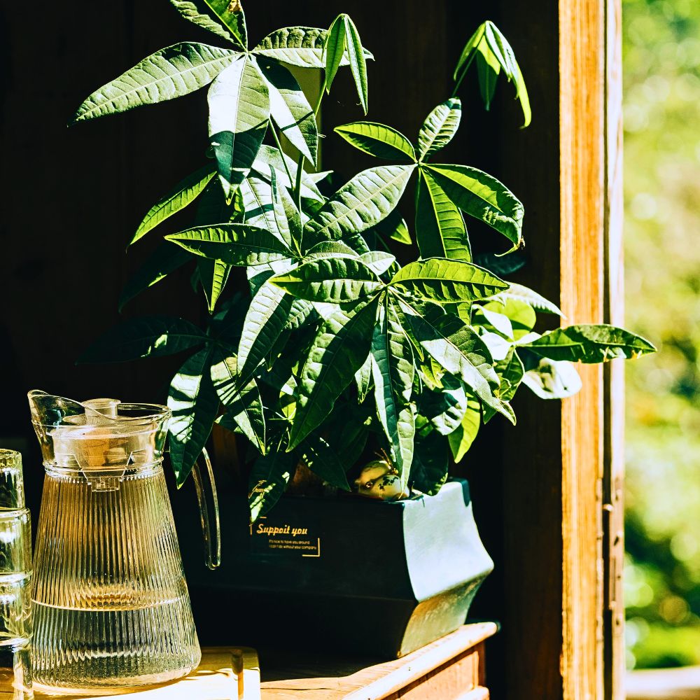 money tree is considered non-toxic and pet-friendly for dogs and cats