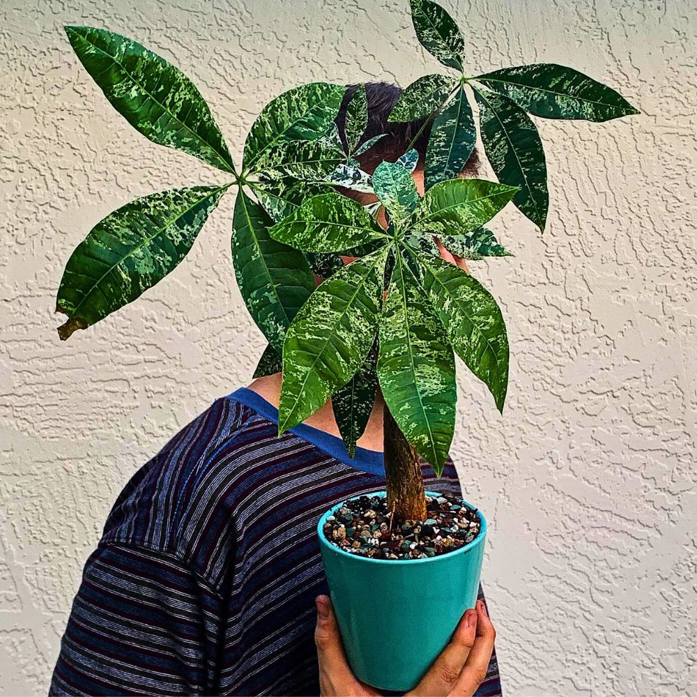 variegation in money tree leaves