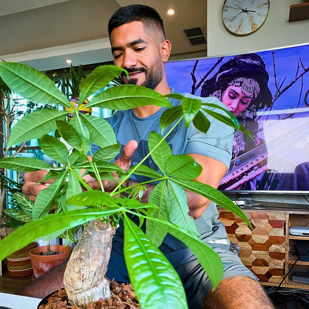 money tree is known for its exceptional stem shape and foliage and comes under easy care plant list