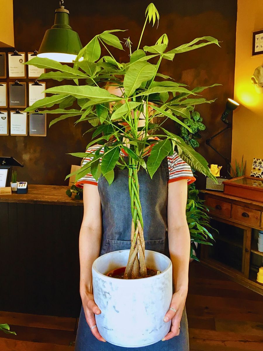 a person exhibiting the braided stems of Money tree