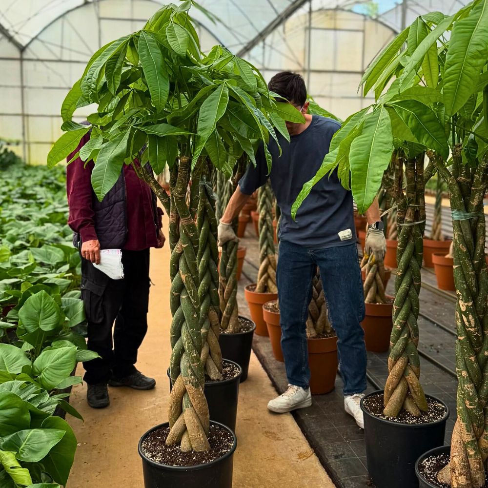 money tree plant grows well even during lower light conditions