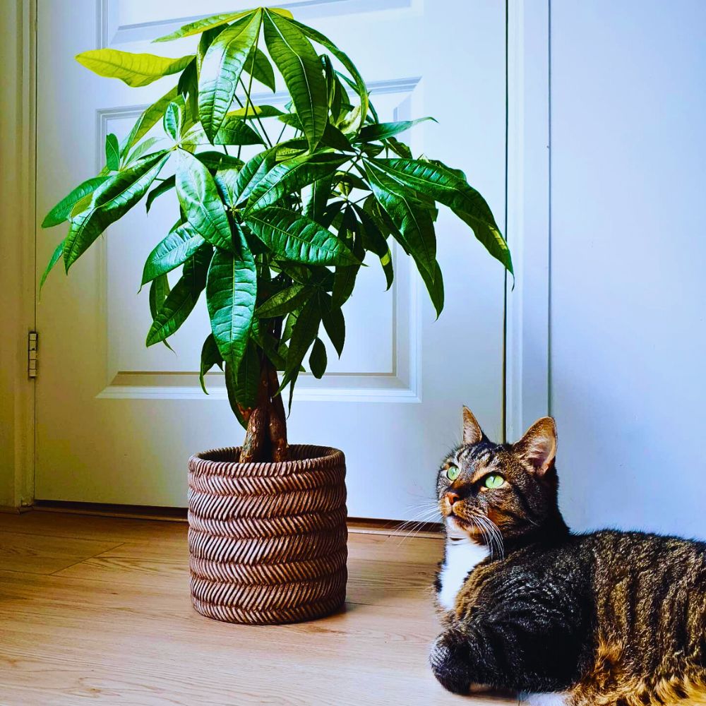 pachira aquatica is considered to be pet friendly