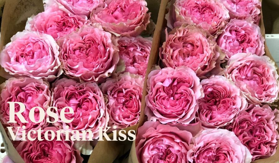 Peter's weekly Menu 23 - Rose Victorian Kiss - on Thursd
