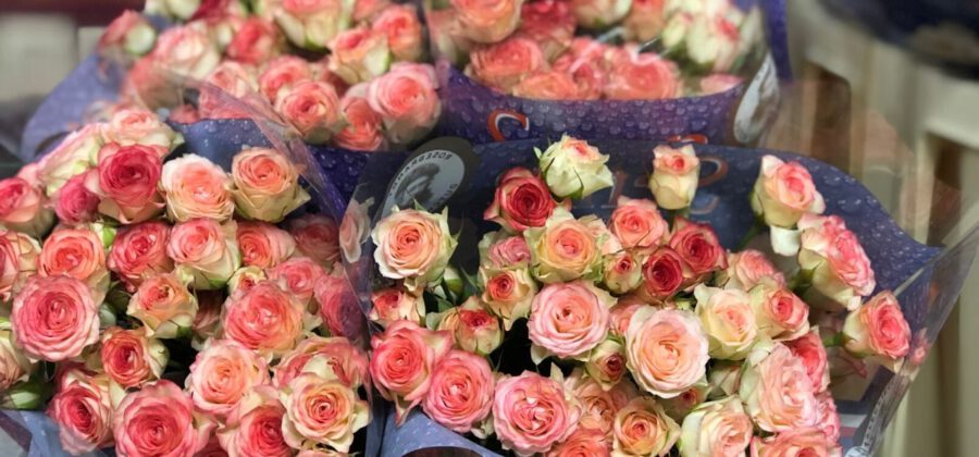 Week 9 Rose Eye Appeal from Semp Rozenkwekerij - Cut Flowers - on Thursd for Peter's weekly Menu