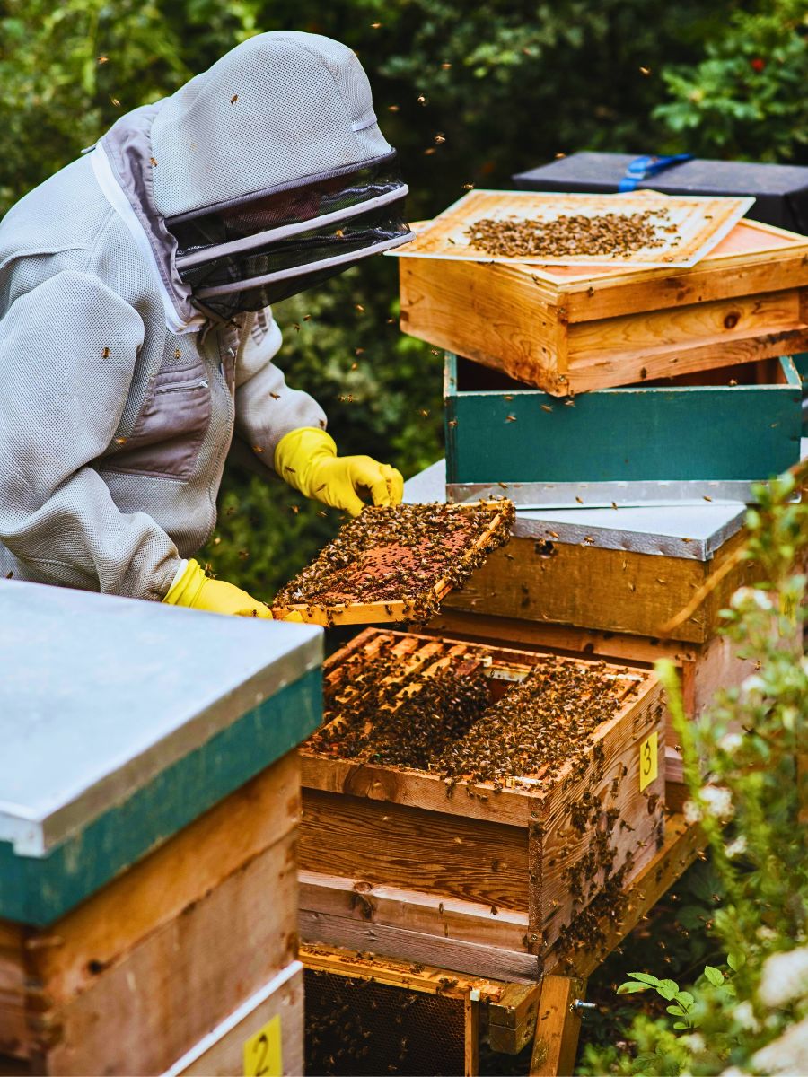 World Honey Bee Day, also known as National Honey Bee Day
